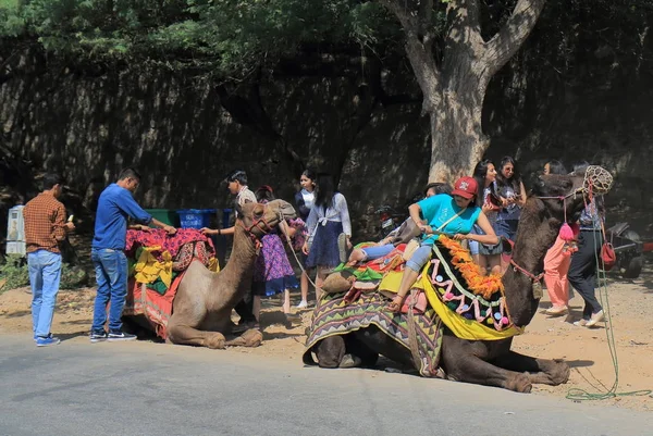 Udaipur Hindistan - 17 Ekim 2017: Kimliği belirsiz kişi binmek bir deve Udaipur.