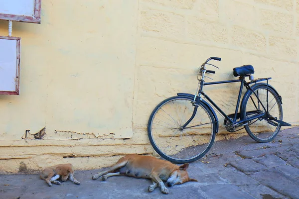 Perro Callejero Durmiendo Calle Jodhpur India —  Fotos de Stock