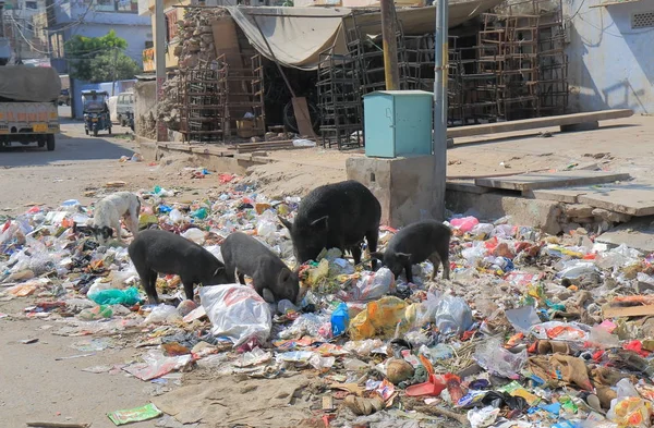 Jaipur Hindistan Ekim 2017 Domuz Çöpçülük Jaipur Sokakta Çöp — Stok fotoğraf