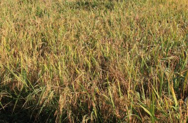 Pirinç çeltik tarım arka planda Pokhara Nepal