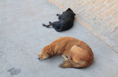 Sokak köpeği sokak Jodhpur Hindistan ile uyku