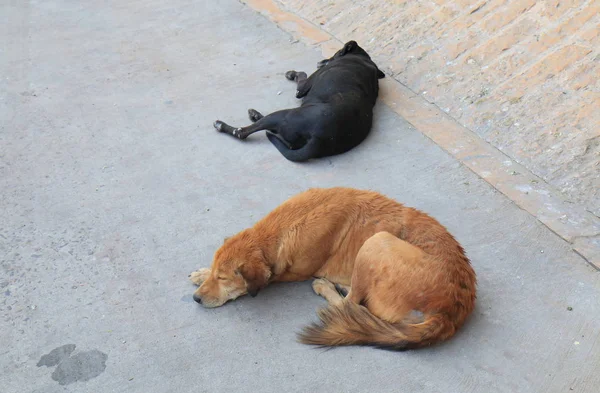 Streunender Hund Schläft Auf Straße Jodhpur Indien — Stockfoto