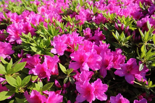 Azalea Virág Ágy Háttér — Stock Fotó