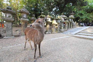 Nara parkında vahşi geyik Nara Japonya