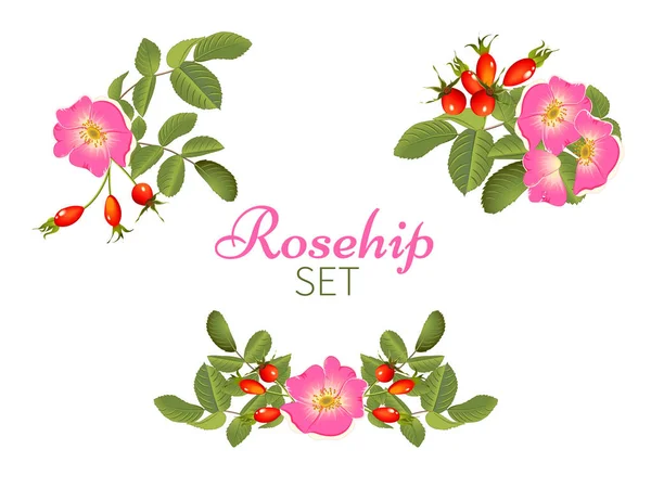 Rosa mosqueta de té de hierbas — Archivo Imágenes Vectoriales