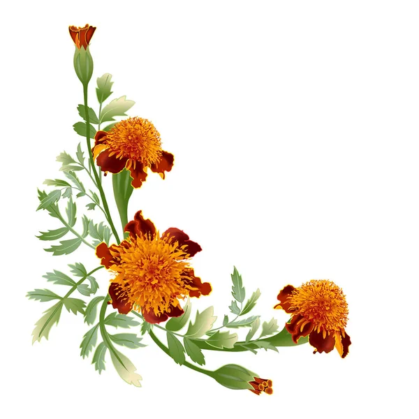 Marigold flower isolated — Stock Vector