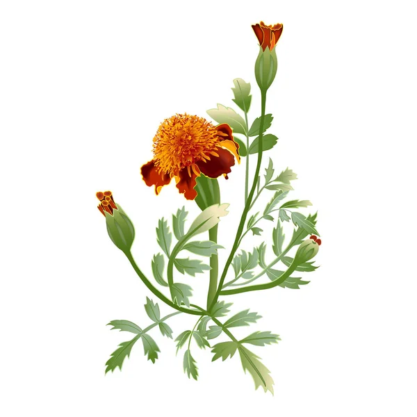 Marigold flower isolated — Stock Vector