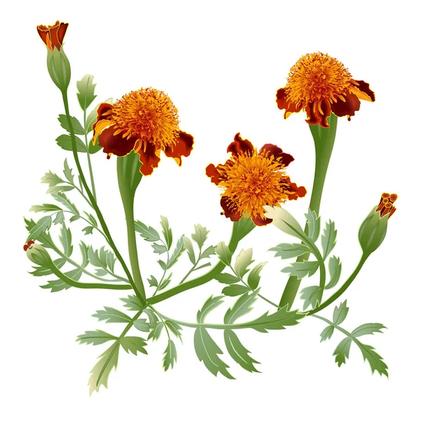 Marigold flower isolated — Stock Vector