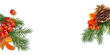 Çam kozalaklı Noel ağacı dalları ve beyaz zemin üzerinde kırmızı Rowan böğürtlenleri..