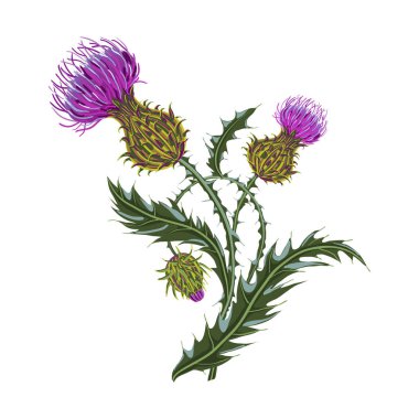 Hand drawn composition of a thistle flower. Milk Thistle isolated on white. clipart