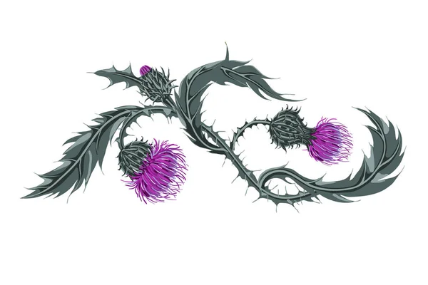 Hand drawn composition of a thistle flower. Milk Thistle isolated on white. — ストックベクタ