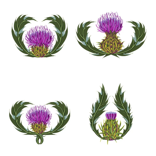 Set of purple flowers, buds, spiny stems, green leaves on white background. — Stock Vector