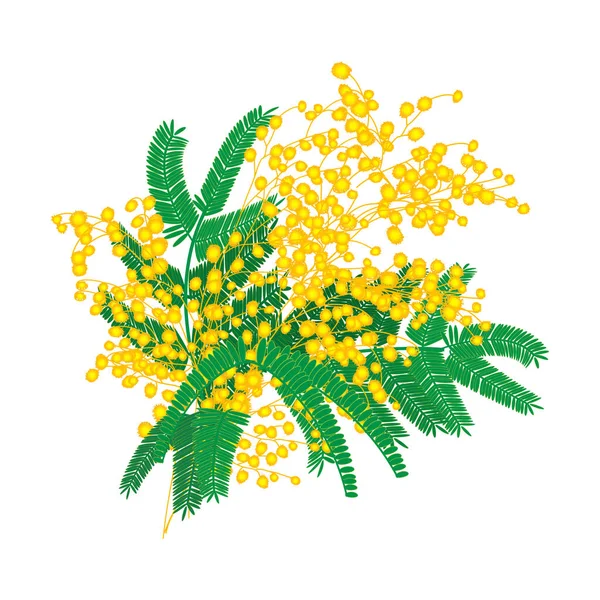 Mimosa flowers bunch isolated on white background. — Stock Vector