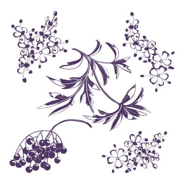 Sambucus 'un silueti. Böğürtlen, yapraklı dal, Yaşlı çiçek.