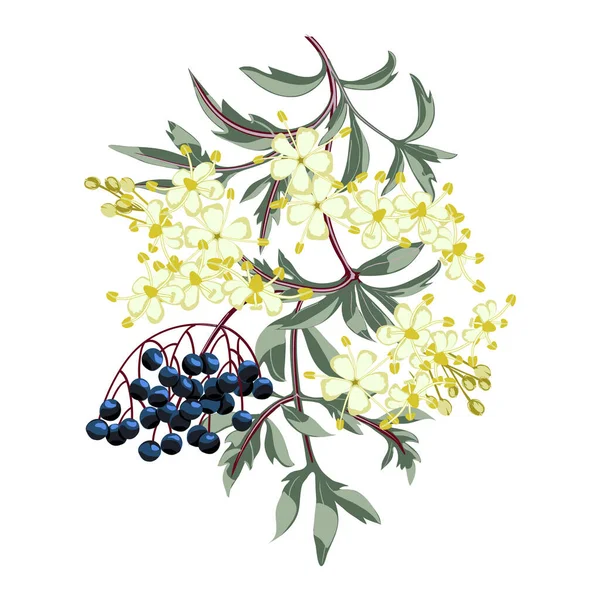 Black elderberry branch with berries and leaves. Elder flower blossom. — Stock Vector