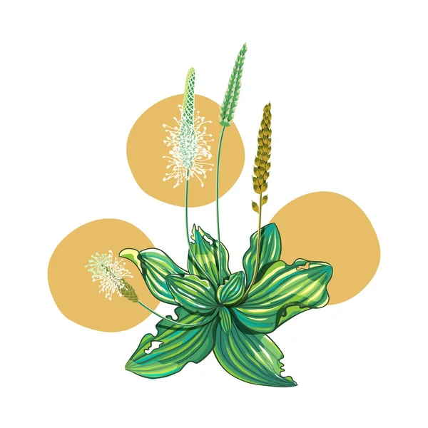 Plantain avec des fleurs, des feuilles et des graines, des oreilles, isolé sur fond blanc . — Image vectorielle