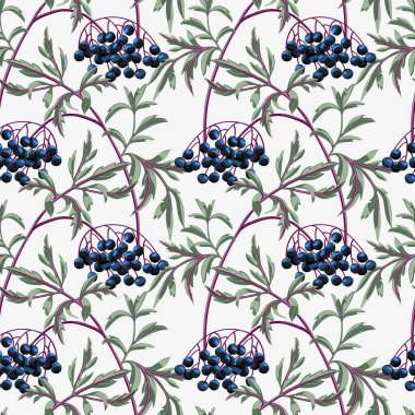 Beyaz arka planda böğürtlen ve yapraklı siyah mürver dalı. Vektörsüz desen.