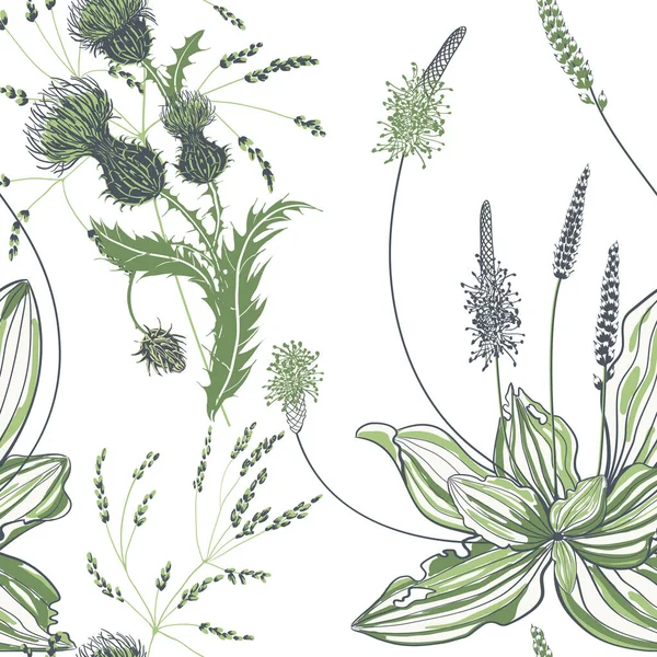 Nahtloses Muster von Wegerich mit Blumen und Blättern auf weißem Hintergrund. — Stockvektor