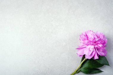 Şakayık Pembe çiçek gri arka plan Anneler Günü Sevgililer tatil 