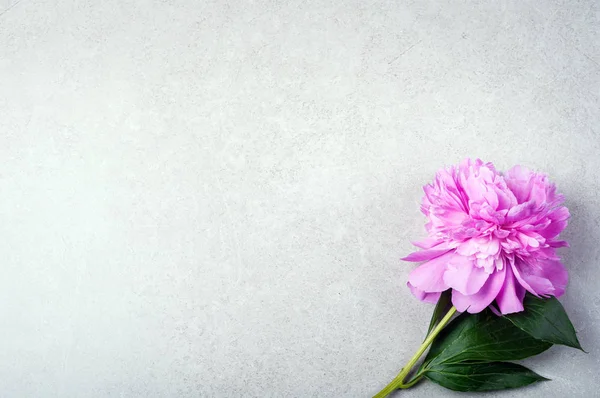 Şakayık Pembe çiçek gri arka plan Anneler Günü Sevgililer tatil — Stok fotoğraf