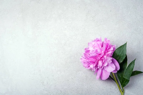 Pion rosa blomma grå bakgrund mödrar dag alla hjärtans Holiday — Stockfoto