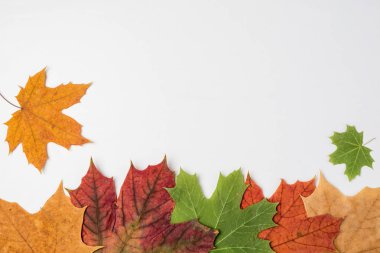 Sonbahar kompozisyon. Sonbahar akçaağaç yapılan çerçeve bırakır. Kopya alanı