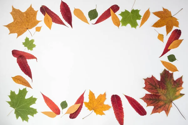 Sonbahar kompozisyon. Sonbaharında yapılan çerçeve bırakır. Uzay kopyalayın. Düz yatıyordu