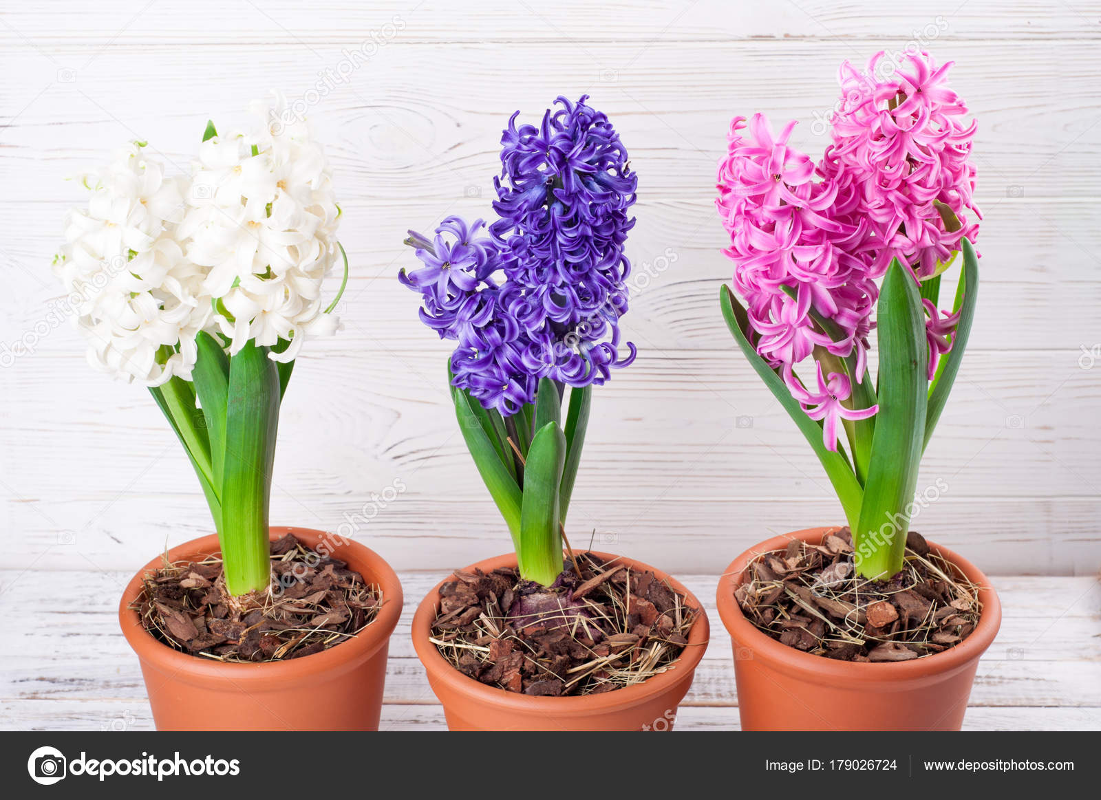 Fondo de primavera con flores de jacinto. 8 de marzo, Día de la Madre