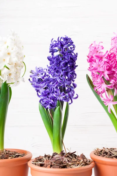 Fundo de primavera com flores jacinto. Cartão de férias 8 Março, Dia das mães, Páscoa — Fotografia de Stock