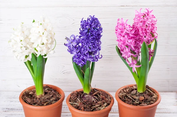 Fondo primaverile con fiori di giacinto. 8 marzo, Festa della mamma, Pasqua — Foto Stock