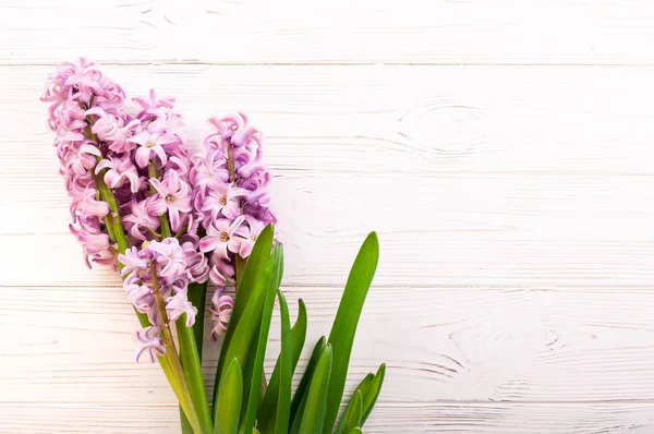 Fondo primaverile con fiori di giacinto su bianco. Bouquet di fiori primaverili — Foto Stock