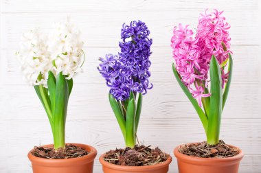 Sümbül çiçekli bahar arka plan. Tatil 8 Mart, anneler günü, Paskalya kavramı