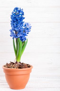 Sümbül çiçek bahar arka plan. Tatil 8 Mart, anneler günü, Paskalya kavramı. Tebrik kartı