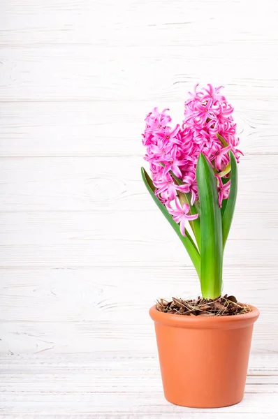 春季背景与风信子花。假日 3月8日, 母亲节, 复活节概念 — 图库照片