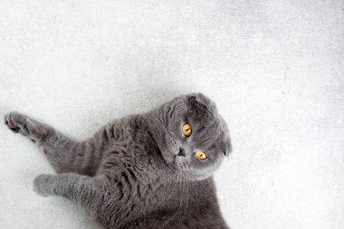 İskoç fold kedi beyaz arka plan üzerinde yalan. Kedi ile banner