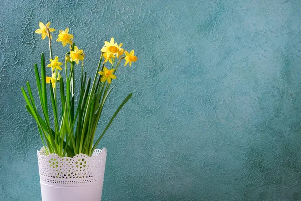 Gele narcis of daffodil bloemen op turkooizen achtergrond. Wenskaart voor Moederdag, verjaardag, 8 maart — Stockfoto