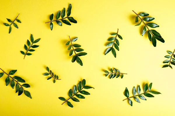 Rama de pistacho con hojas verdes sobre fondo amarillo. Patrón de hojas verdes — Foto de Stock