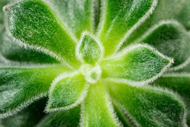 Sulu Echeveria Pilosa. Yeşil sulu makro desen