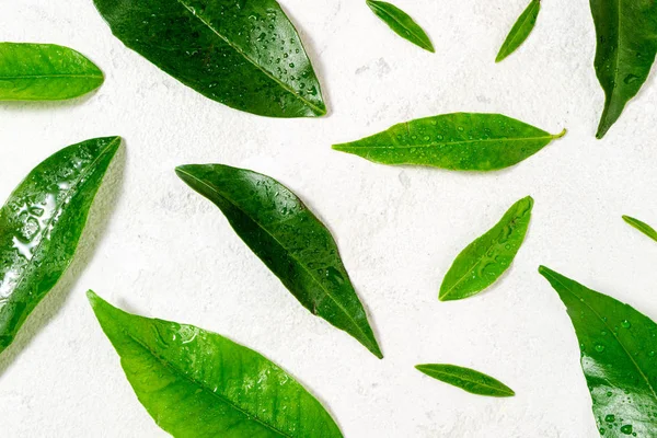 Zelené listy na bílém. Citrusové listy s kapkami vody — Stock fotografie