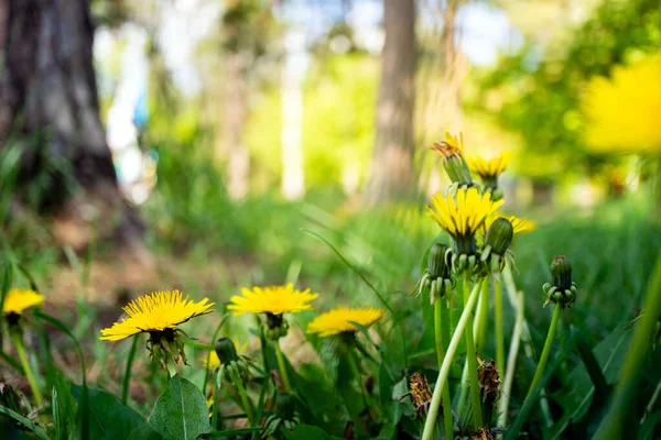 Gelbe Löwenzahnblüte Mit Grünem Gras Wald Natur Sommer Hintergrund Blühende — Stockfoto