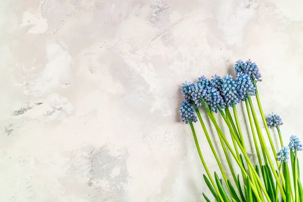 Szőlő Jácint Muscari Virágok Kék Muszkari Csokor Tavaszi Kompozíciók Felülnézet — Stock Fotó