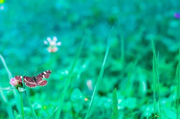 Hermoso Fondo Abstracto Primavera Floral Naturaleza Escena Floral Primavera Con —  Fotos de Stock