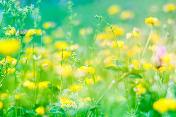 Schöne Blumen Frühling Abstrakten Hintergrund Der Natur Frühling Florale Szene — Stockfoto