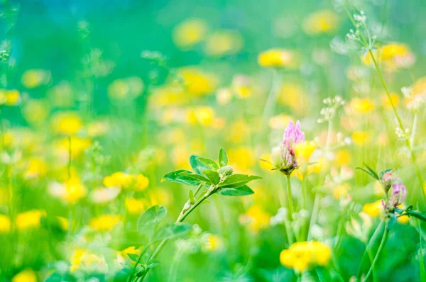 Hermoso Fondo Abstracto Primavera Floral Naturaleza Primavera Pradera Floreciente Con — Foto de Stock
