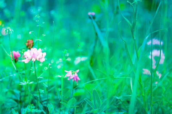 Lindas Flores Tom Fundo Azul Hortelã Livre Fechar Primavera Verão — Fotografia de Stock