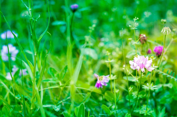 Hermoso Fondo Abstracto Primavera Floral Naturaleza Primavera Pradera Floreciente Con —  Fotos de Stock