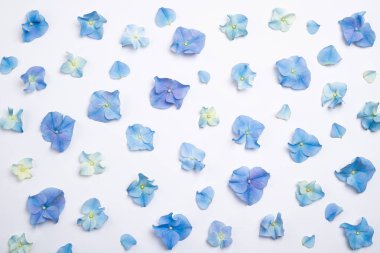 Çiçek kompozisyonu. Beyaz arka planda mavi çiçekli ortanca deseni. Yaratıcı çiçek dokusu. Çiçek desenleri düzdü. Üst görünüm