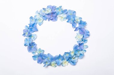 Çiçek kompozisyonu. Beyaz arka planda mavi çiçek ortancalarından yapılmış çerçeve. Yaratıcı çiçek dokusu. Çiçek desenli, düz. Bahar tatili, Paskalya, anneler günü konsepti. Üst görünüm, alanı kopyala