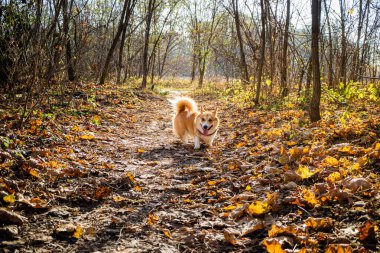 Sonbahar ormanında bir köpek korgisini gezdiriyorum. Güzel güneşli sonbahar ormanı. Sonbahar parkında düşen yaprakların üzerinde yürüyen en tatlı Galli Corgi. Ağaçlar ve düşen yapraklarla dolu bir orman yolu.