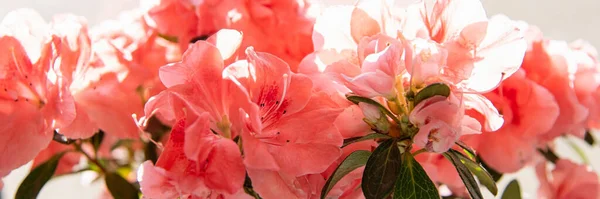 Güzel Açan Pembe Açelya Çiçekleri Doğum Günü Anneler Sevgililer Günü — Stok fotoğraf